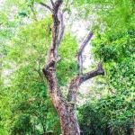 Cây Giáng hương quả to_1