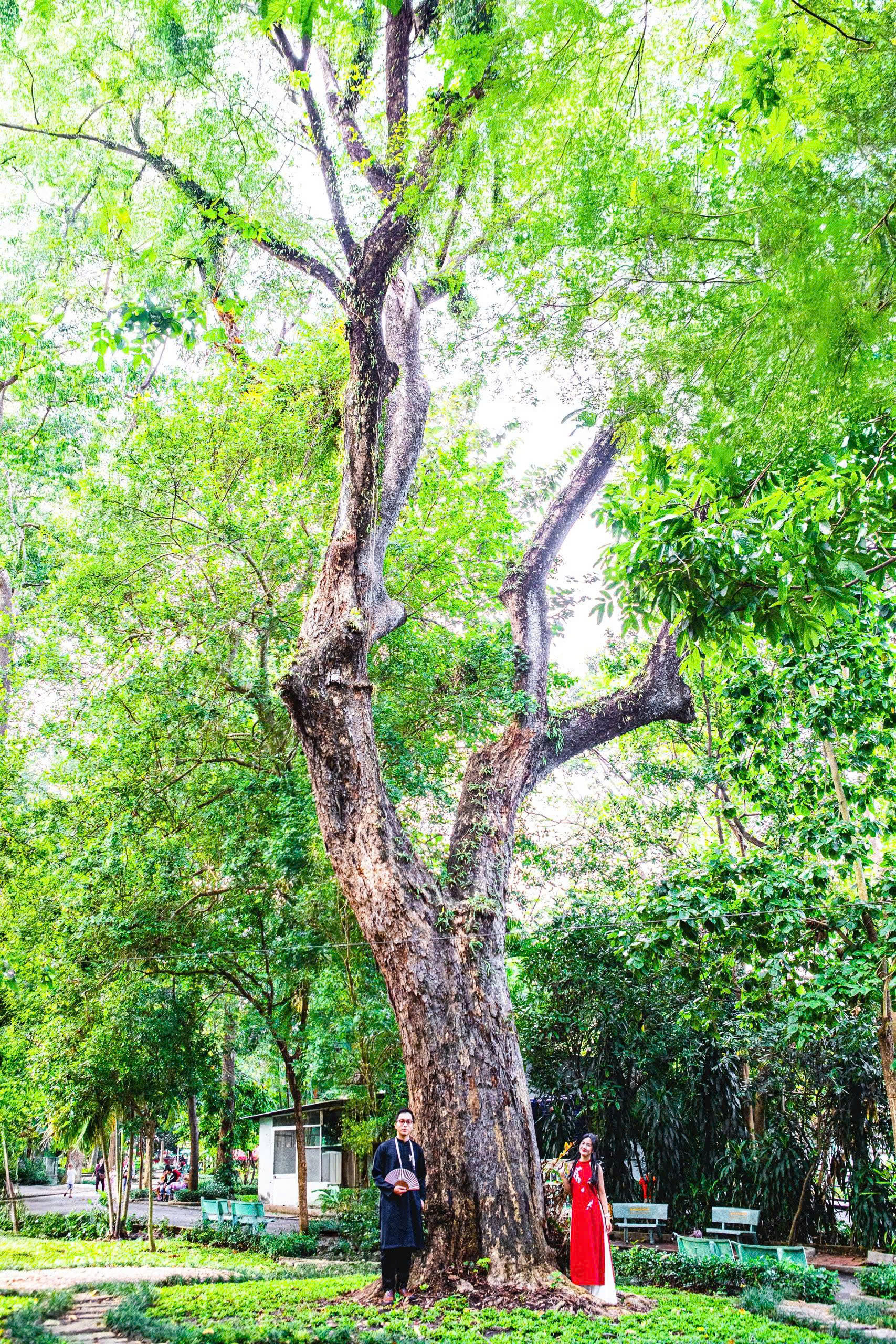 Cây Giáng hương quả to_ full_1