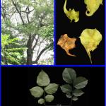 Cây Giáng hương quả to_0