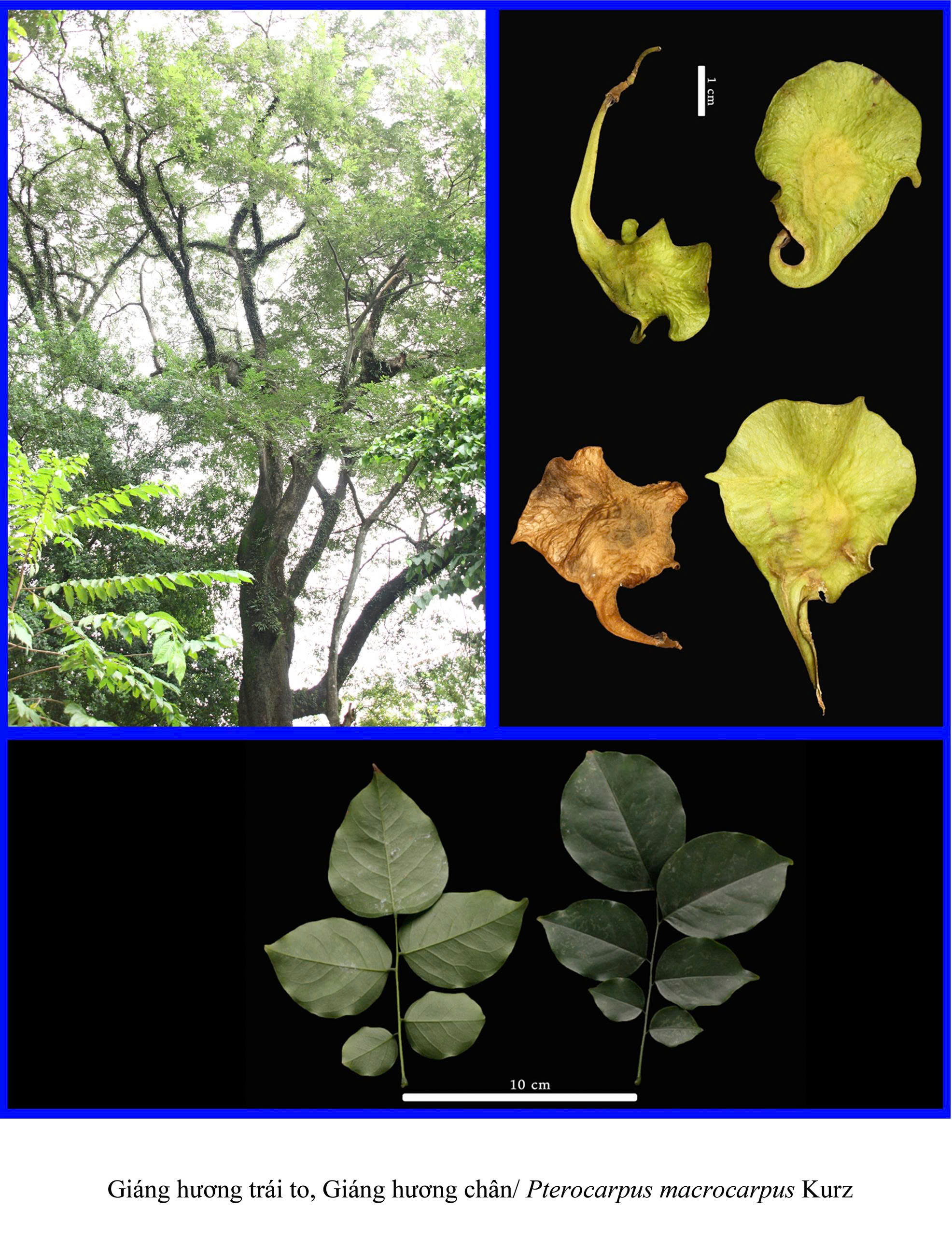 Cây Giáng hương quả to