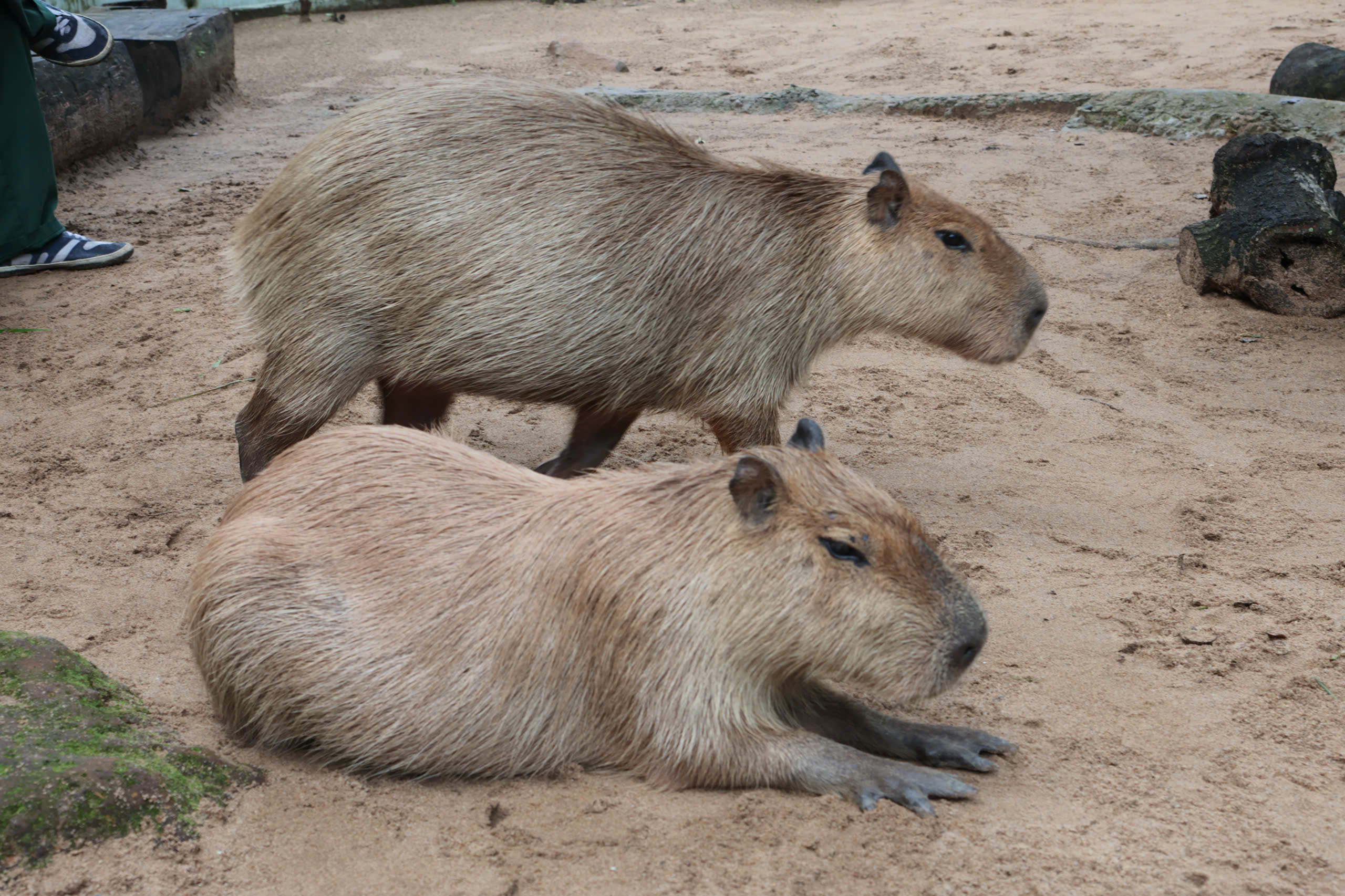 chuột lang nước (1)