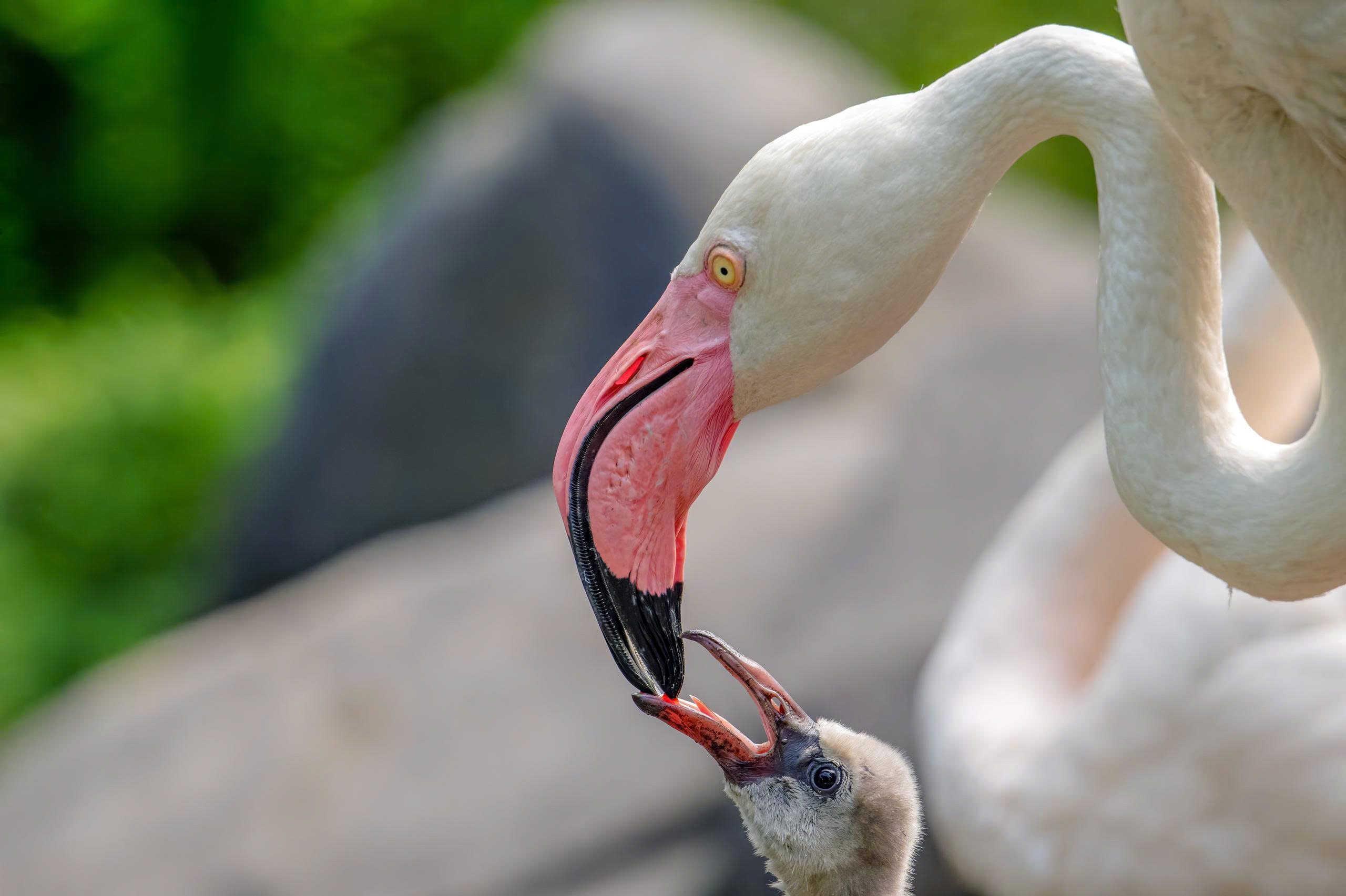 z7342042585063_ec11231813e36964e9ac194598593f02