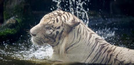 HỆ THỐNG PHÂN LOẠI ĐỘNG VẬT