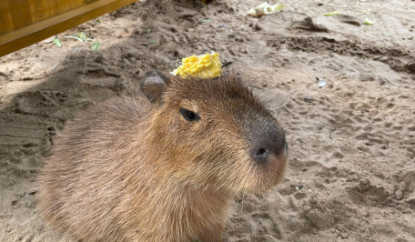 Capybara Cát - "Đừng thấy tui hiền mà muốn làm gì làm nha"