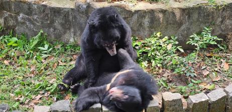 NHỮNG HÌNH ẢNH HÀI HƯỚC CỦA IDOL THÚ VIÊN