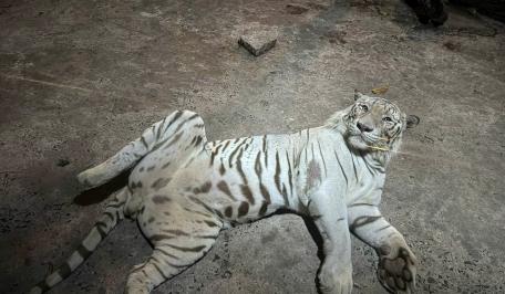 Hổ bengal trắng Bò Sữa - "Có chuyện gì vậy, tui đang ngủ, sao nay có khách đến thăm buổi tối zị???"