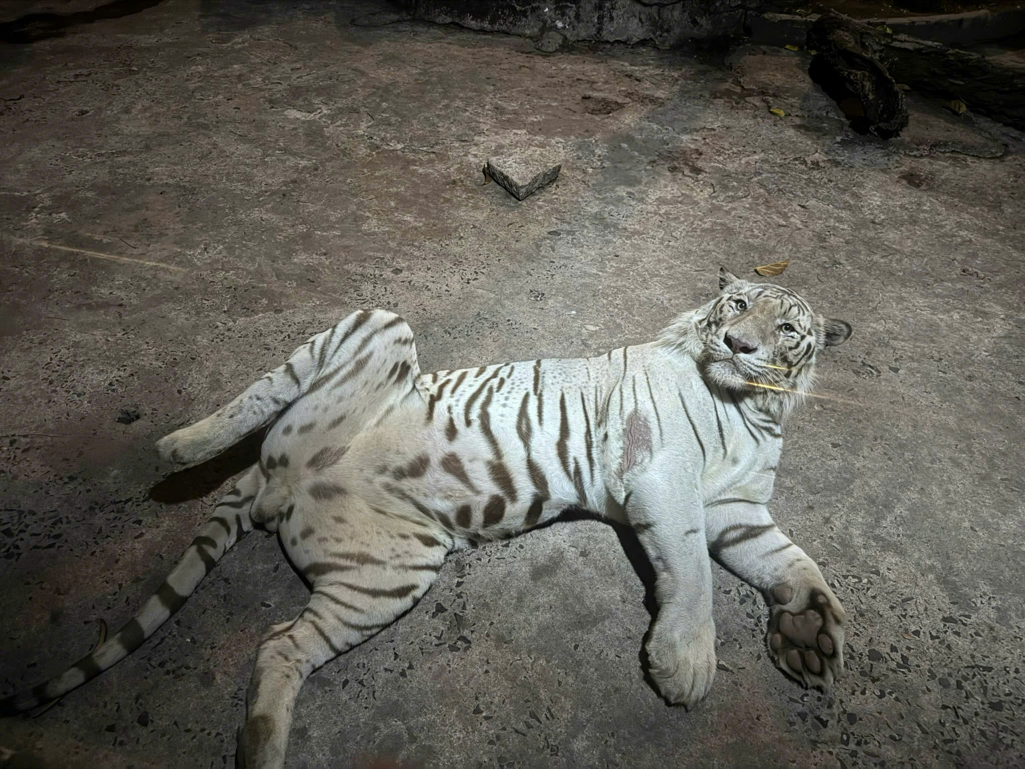 z7222556979731_e263b96ebcaddd911563b29d8802f22a