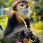 CHÀ VÁ CHÂN ĐEN_0