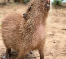 NHÀ CAPY TẠI THẢO CẦM VIÊN SÀI GÒN