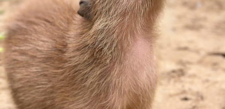 NHÀ CAPY TẠI THẢO CẦM VIÊN SÀI GÒN