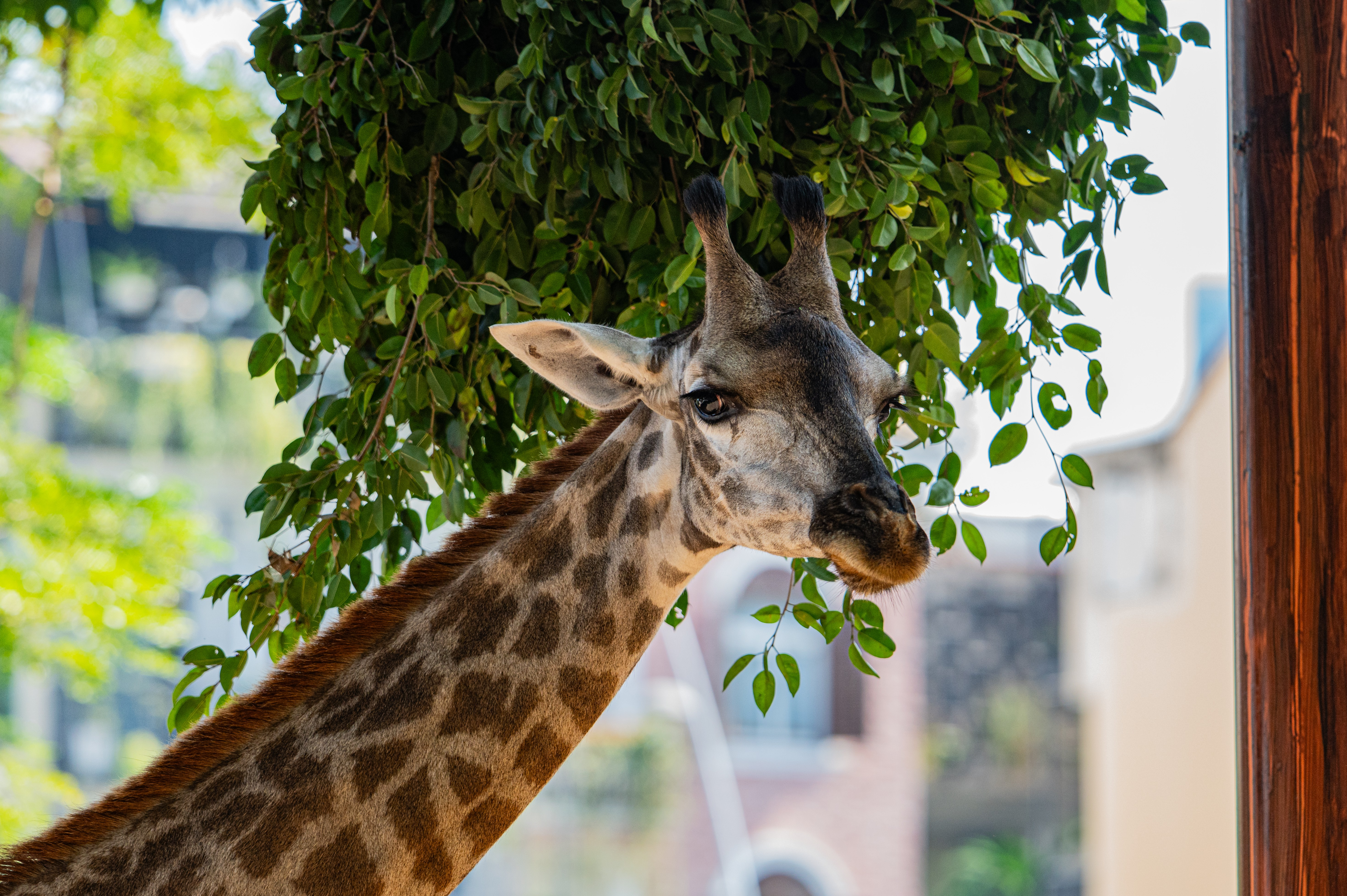 HƯƠU CAO CỔ_ full_2