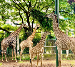 THE GIRAFFE FAMILY