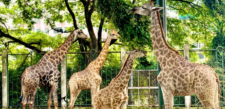 THE GIRAFFE FAMILY