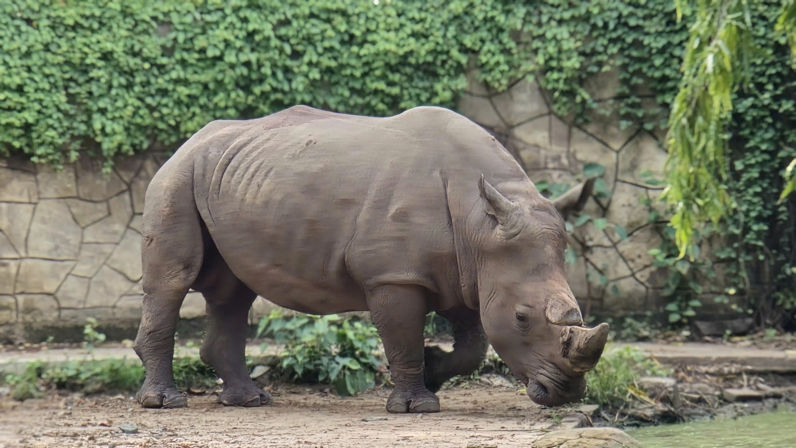 TÊ GIÁC TRẮNG_ full_1