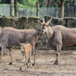 HỆ THỐNG PHÂN LOẠI ĐỘNG VẬT_0