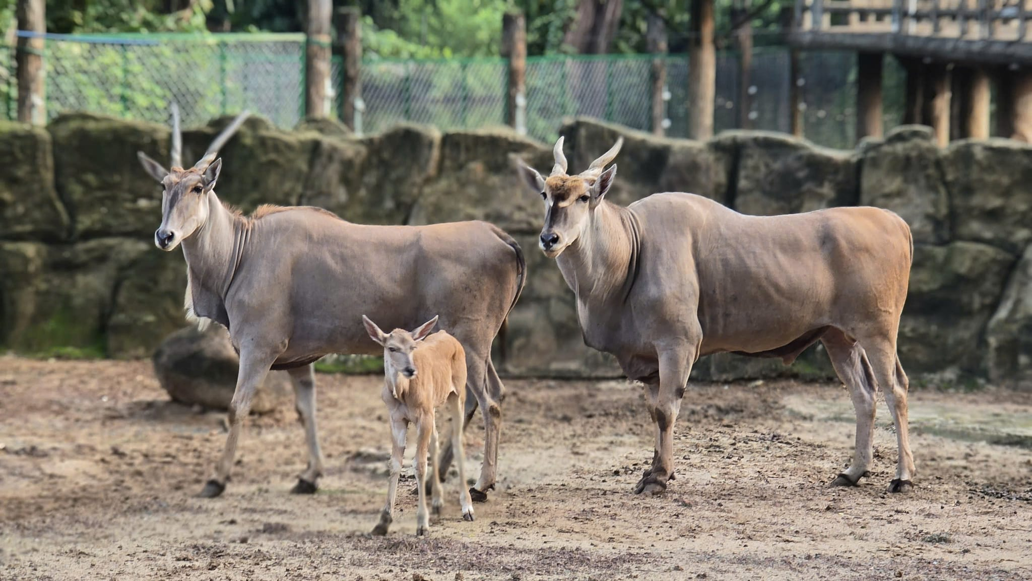HỆ THỐNG PHÂN LOẠI ĐỘNG VẬT