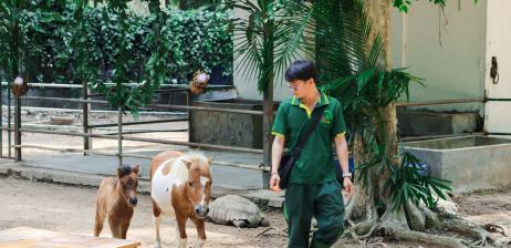 Mừng đầy tháng bé ngựa lùn Cacao, sinh nhật anh hai ngựa lùn Vú Sữa và linh cẩu Bánh Mì