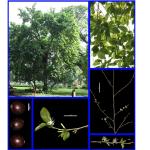 Cây Thôi ba lông xám_0