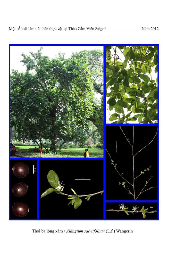 Cây Thôi ba lông xám