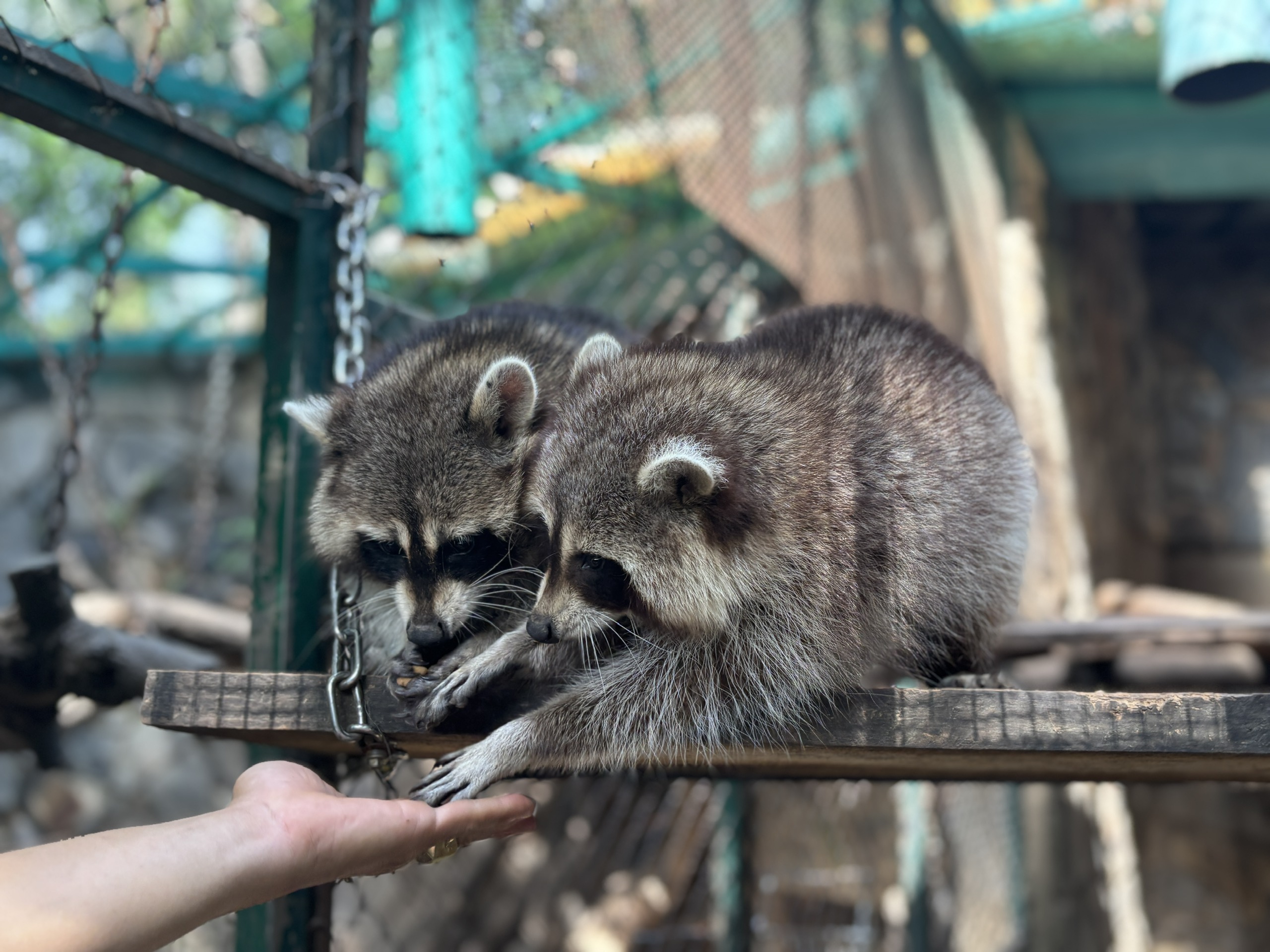 CT vườn thú kể chuyện (1)