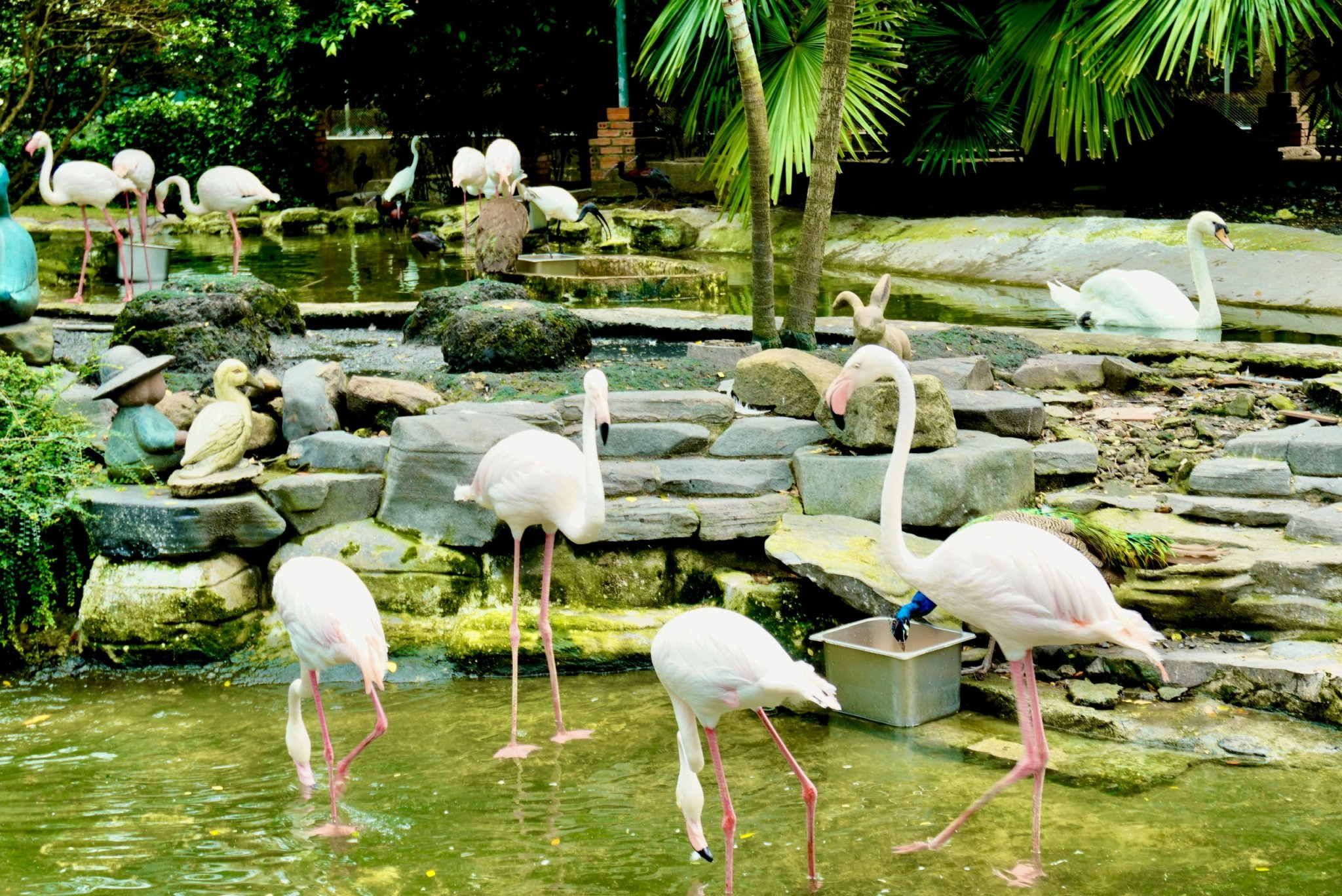 Vườn hồng hạc (1)