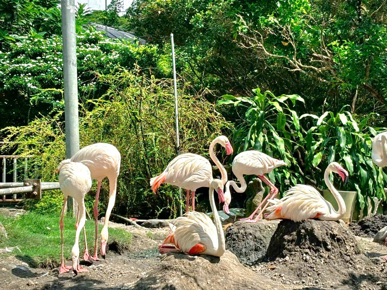 vườn hồng hạc (10)