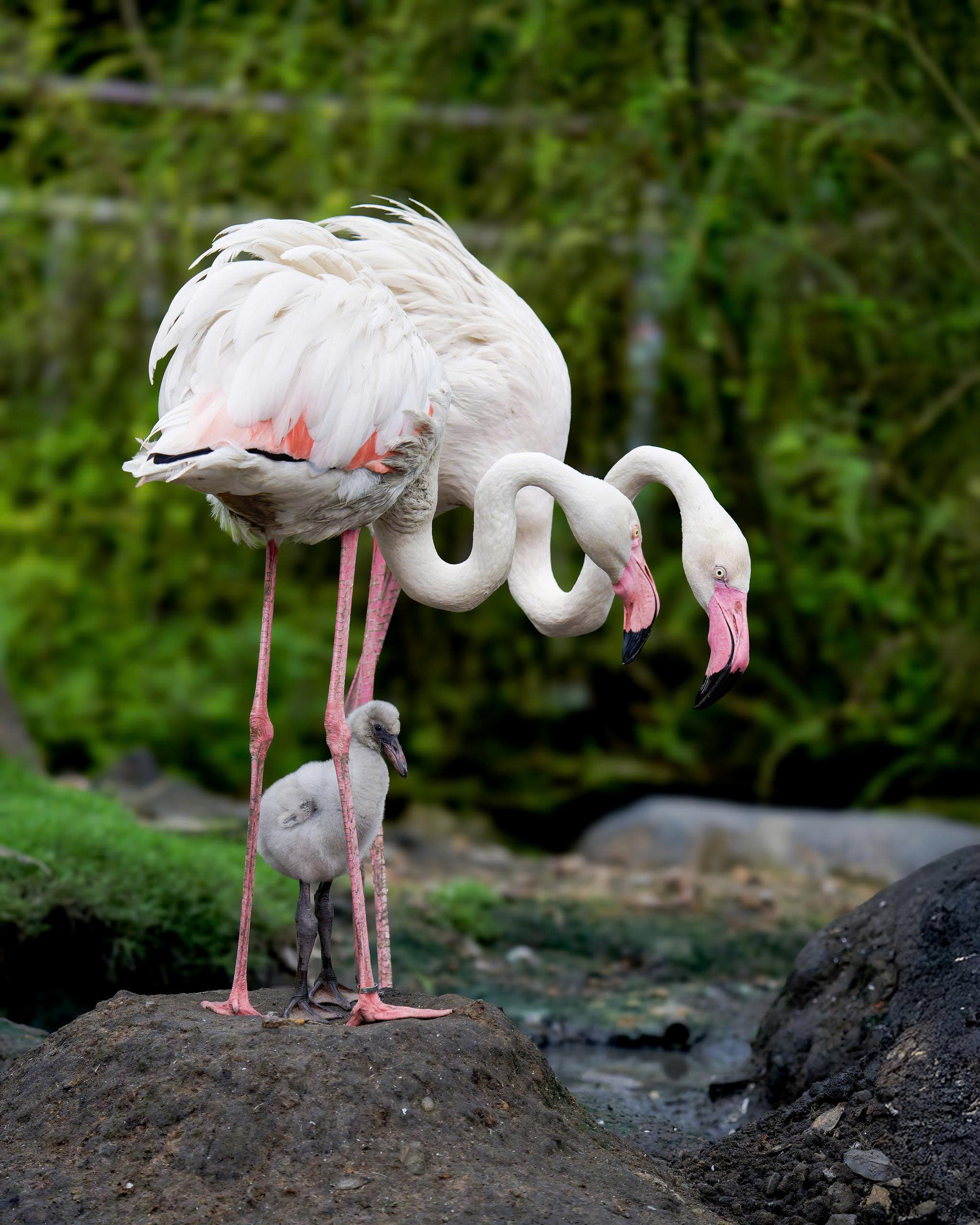 Vườn hồng hạc (2)