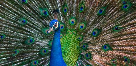 LỊCH HOẠT ĐỘNG – HÀNH TRÌNH KHÁM PHÁ THIÊN NHIÊN SỐNG ĐỘNG