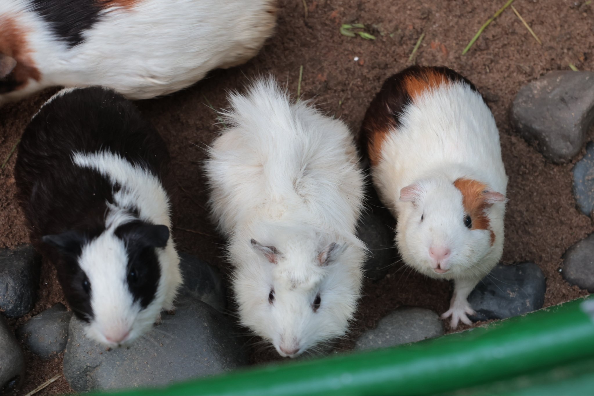 Vườn thú thân thiện (10)