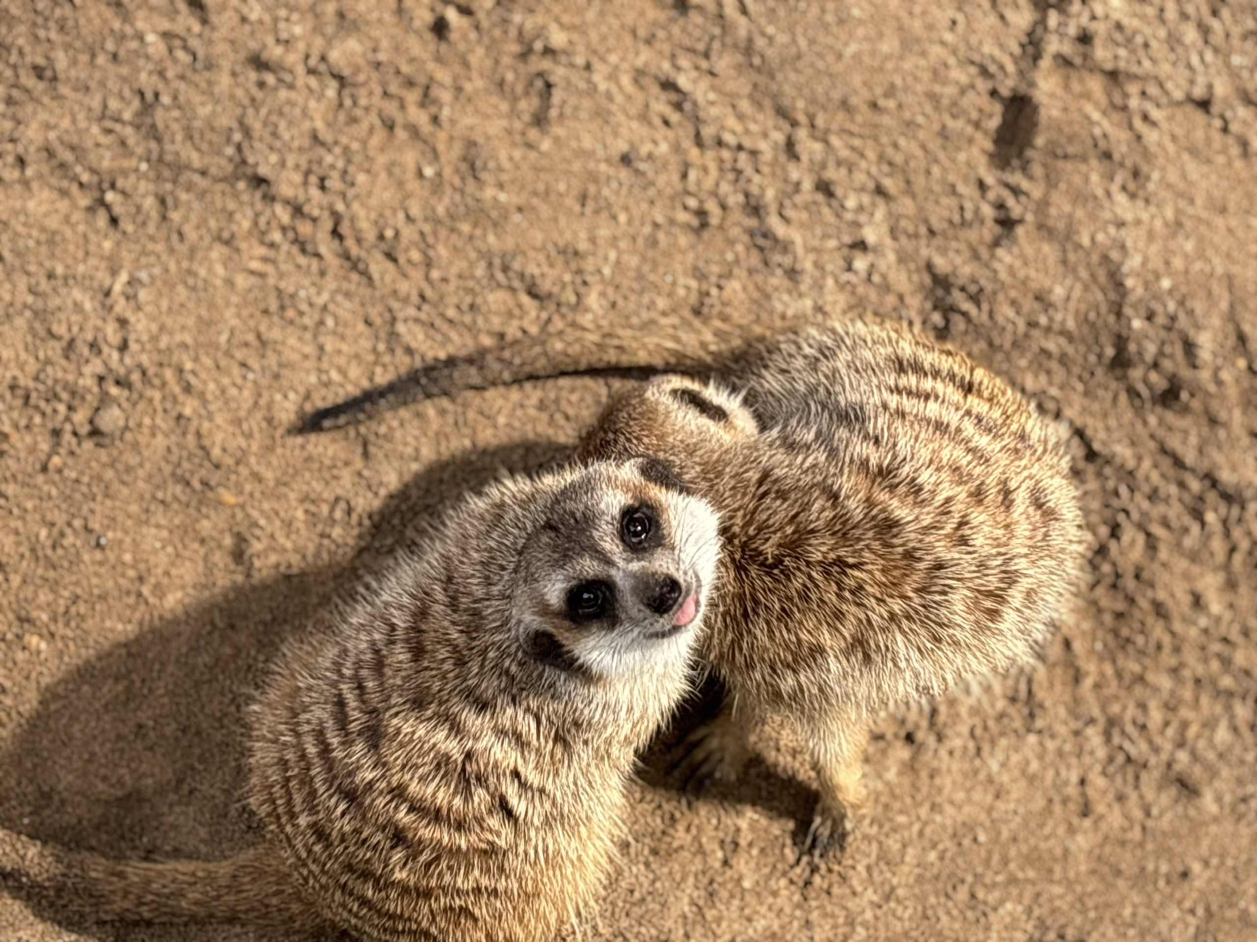 Vườn thú thân thiện (5)