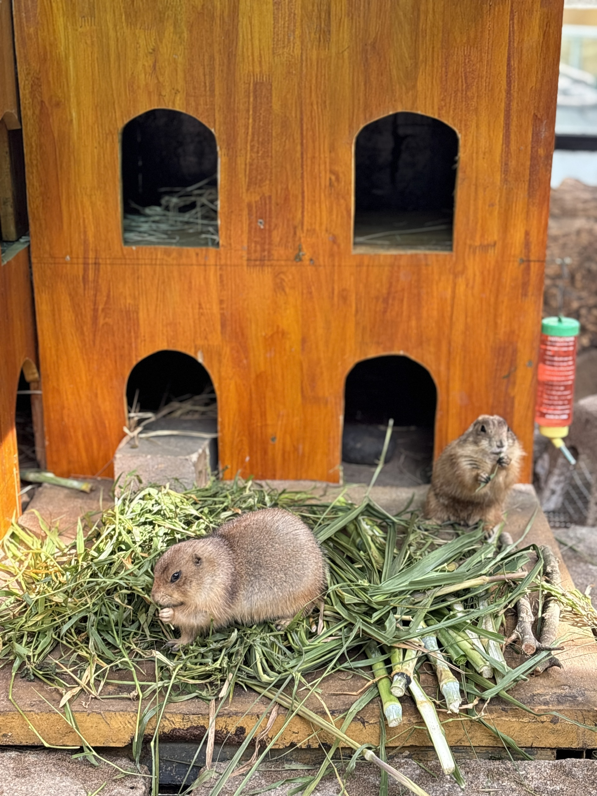 Vườn thú thân thiện (6)