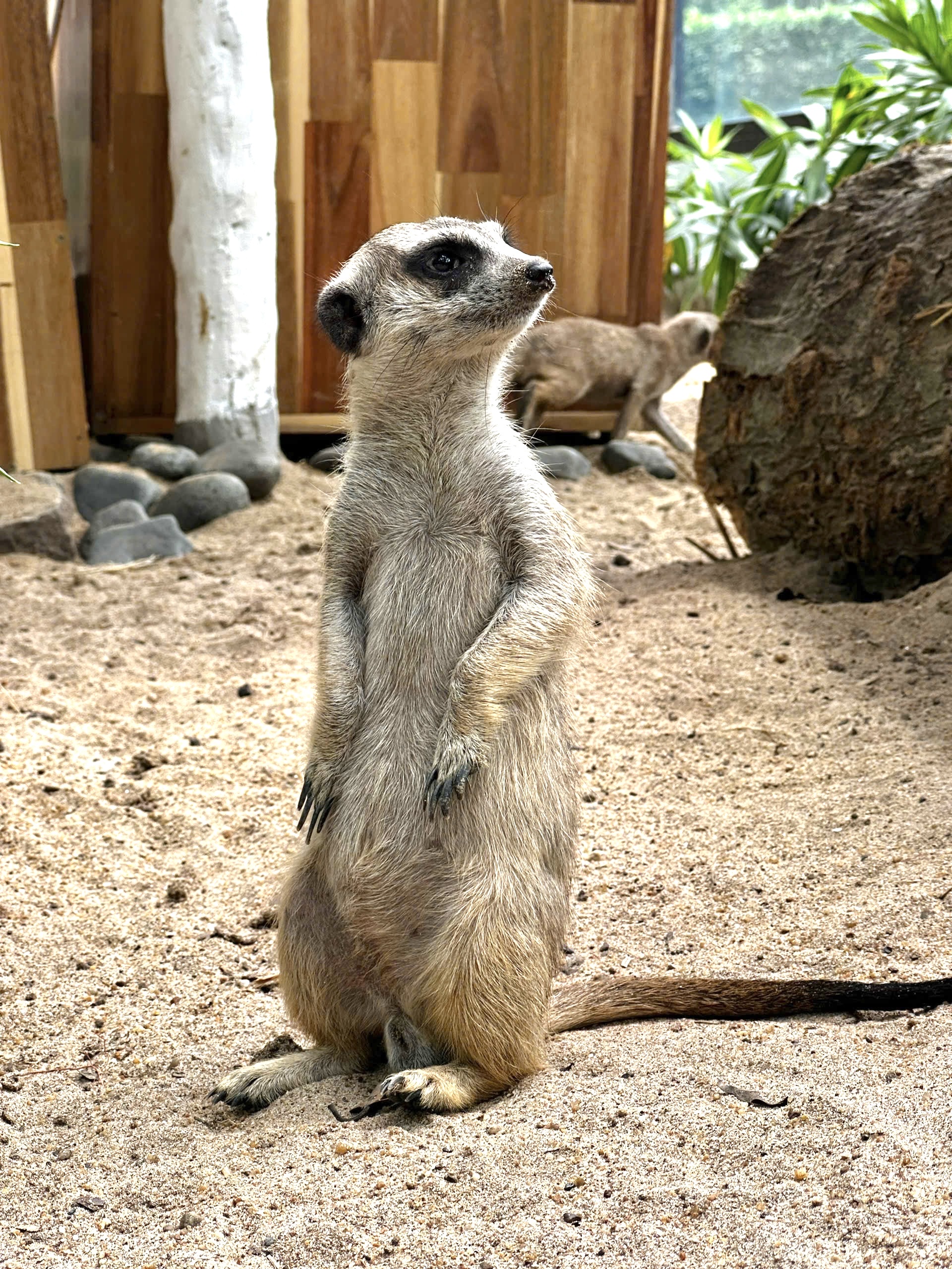 Vườn thú thân thiện (8)