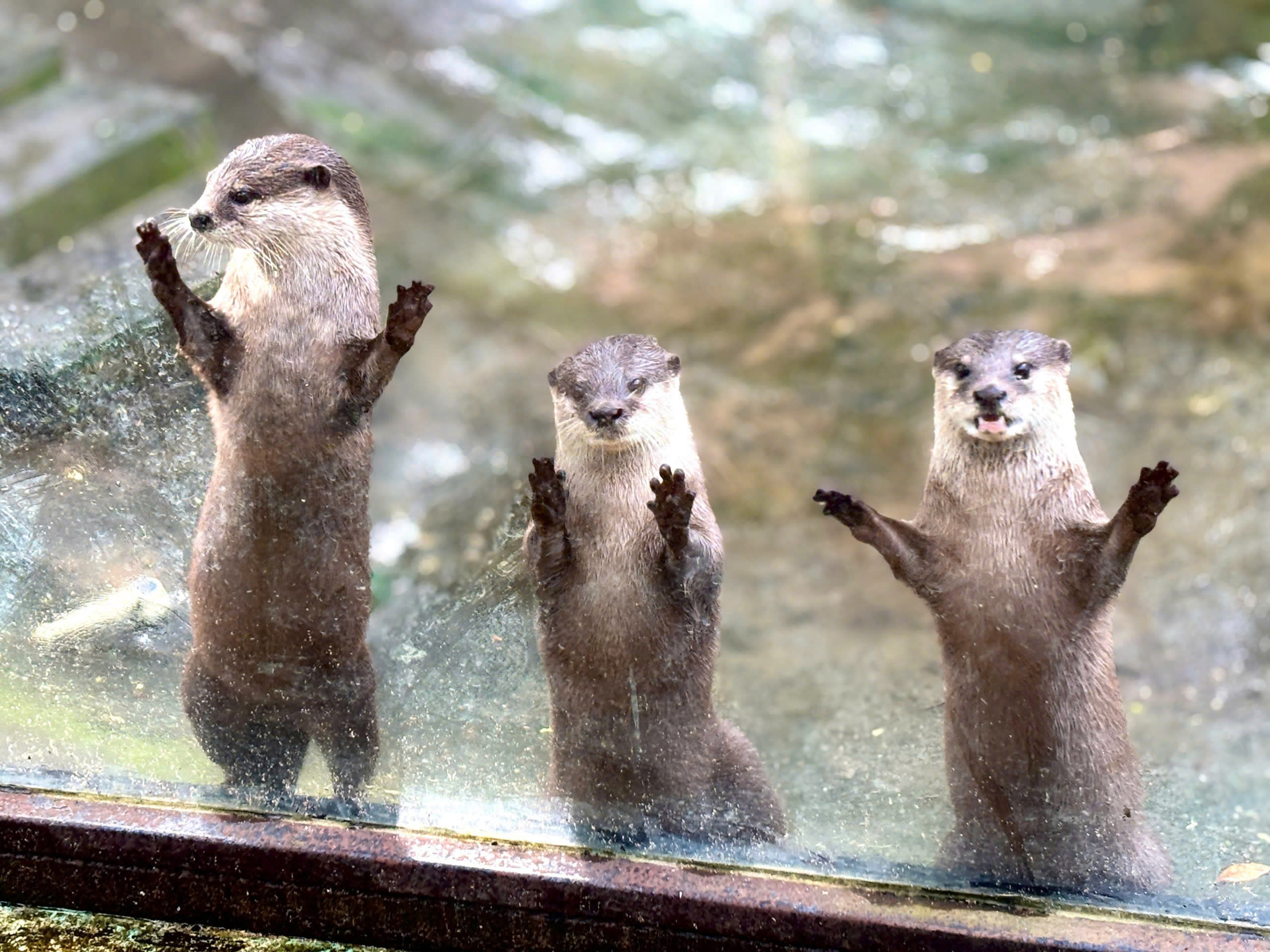 vườn thú thân thiện