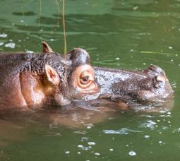Ca the Hippopotamus