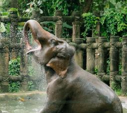 Ny the Elephant