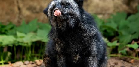 Sói xám tai cụp