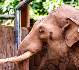 Bô the Elephant