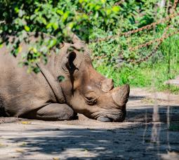 White Rhinoceros Ceratotherium simum