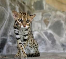 Tùng and His Big Cats