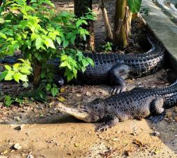 Crocodile Garden