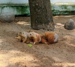 Động vật ở khu Vườn thú thân thiện