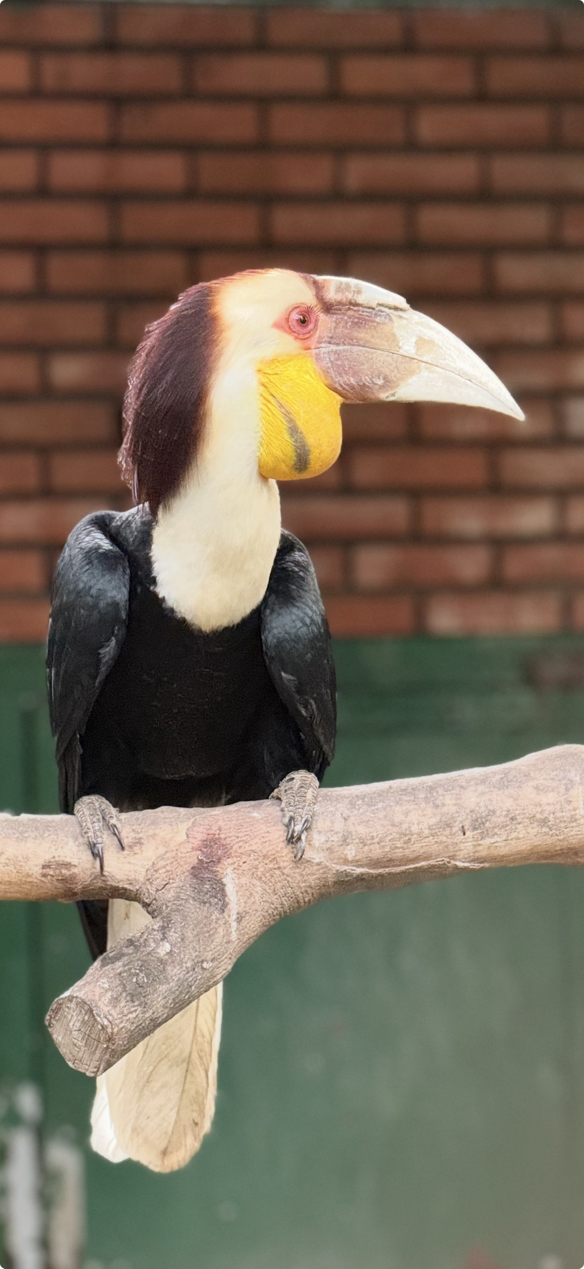 NIỆC MỎ VẰN