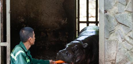 DZÍT THE PYGMY HIPPO