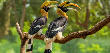 Beautiful Photos of Saigon Zoo and Botanical Gardens