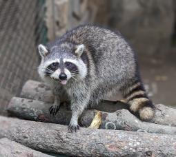 “CÔNG THỊ TAI NƠ” – A VERY SPECIAL RACCOON AT SAIGON ZOO & BOTANICAL GARDENS