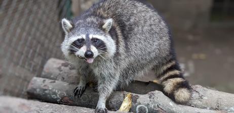 “CÔNG THỊ TAI NƠ” – A VERY SPECIAL RACCOON AT SAIGON ZOO & BOTANICAL GARDENS