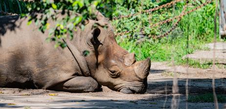 BO THE SOUTHERN WHITE RHINOCEROS