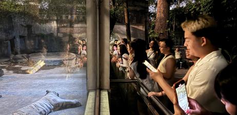 WHEN NIGHT FALLS: A WILD SYMPHONY IN THE HEART OF THE CITY