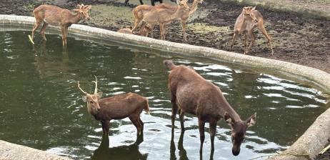 CONSERVATION EFFORTS FOR A NATURAL HERITAGE SPECIES AT SAIGON ZOO & BOTANICAL GARDENS