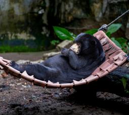 NOEL THE BEAR – A “CHRISTMAS MIRACLE”